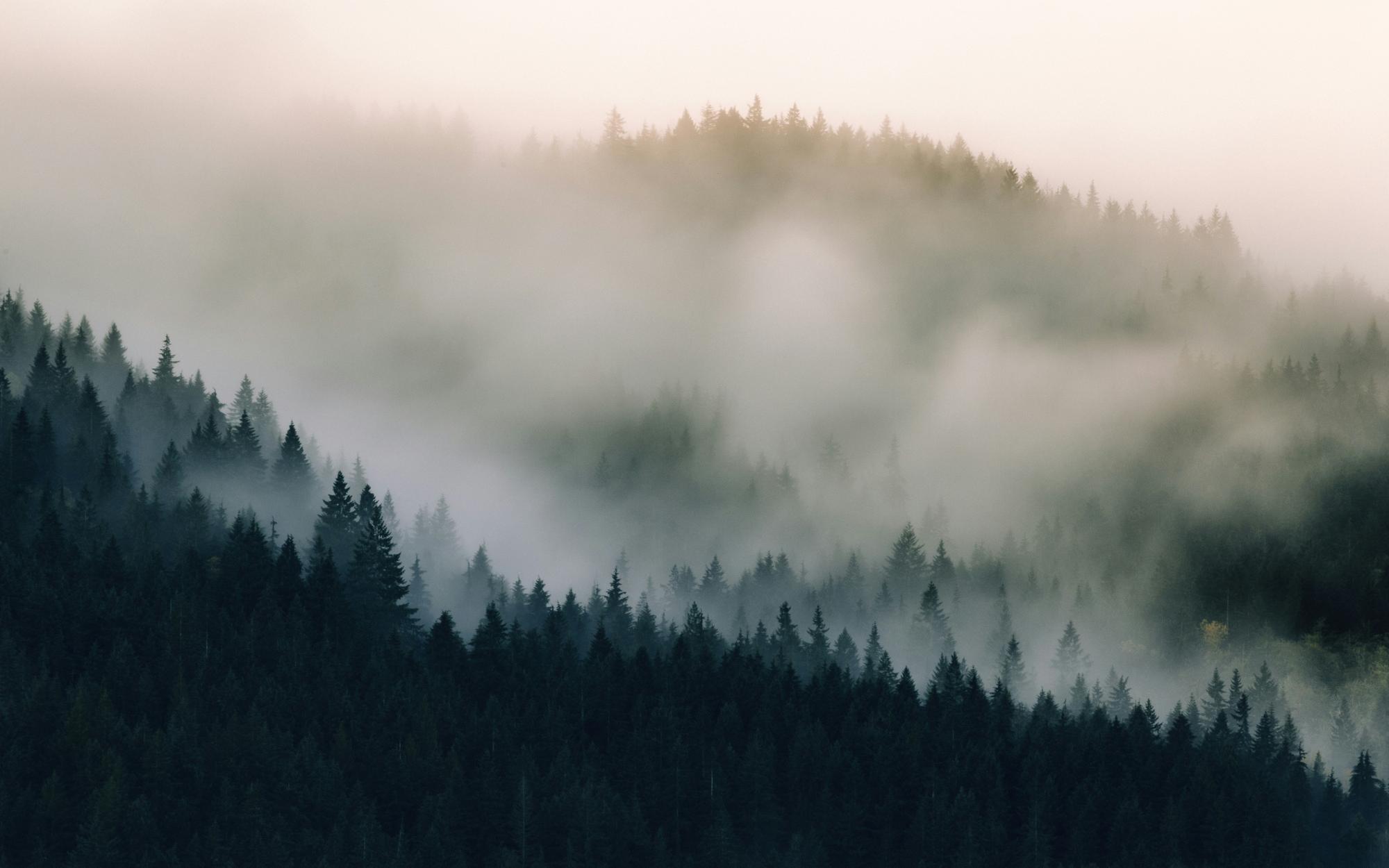 Fog drifting through an evergreen forest in the Pacific Northwest